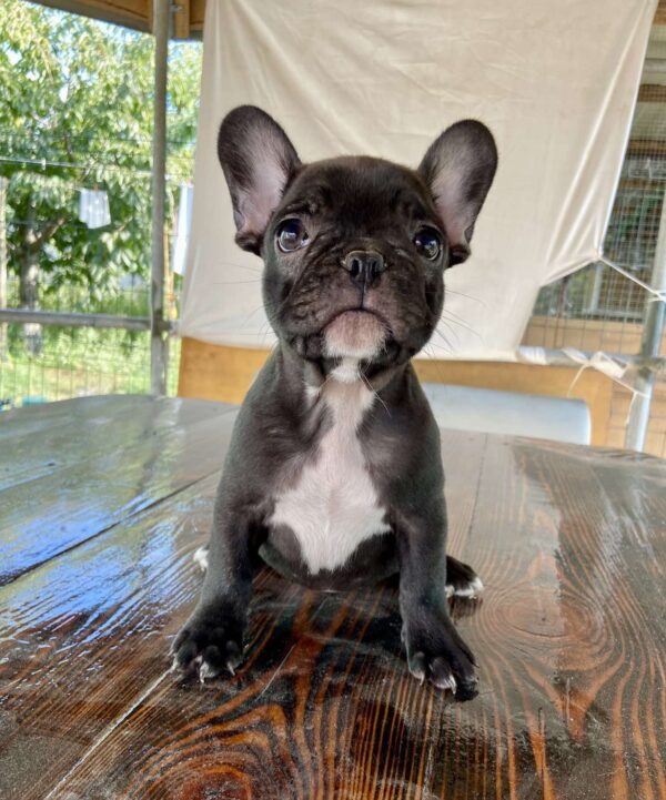 Rasim French Bulldog