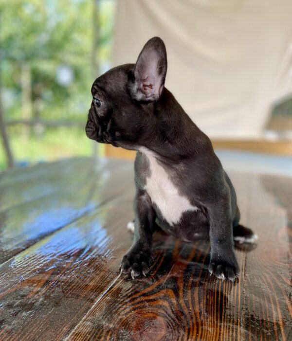 Rasim French Bulldog