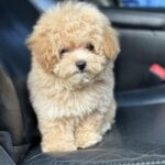 Funtik Maltipoo