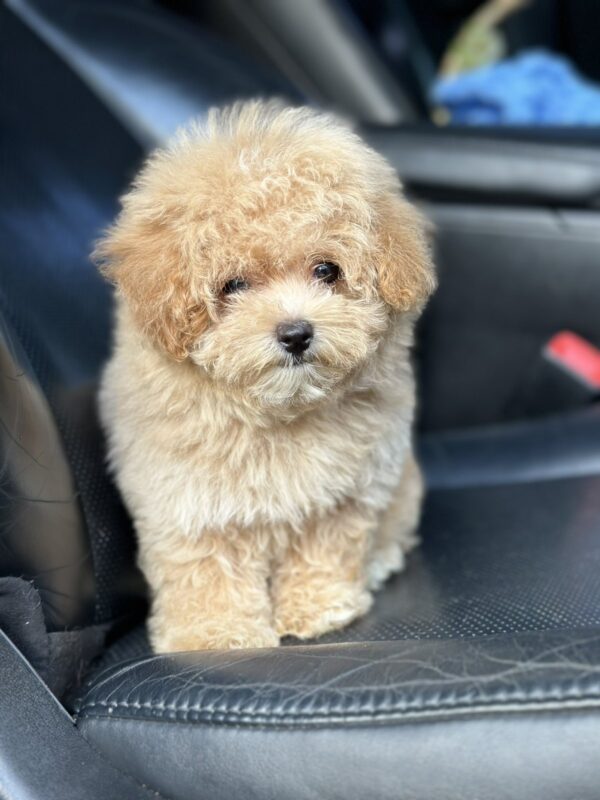 Remina Maltipoo