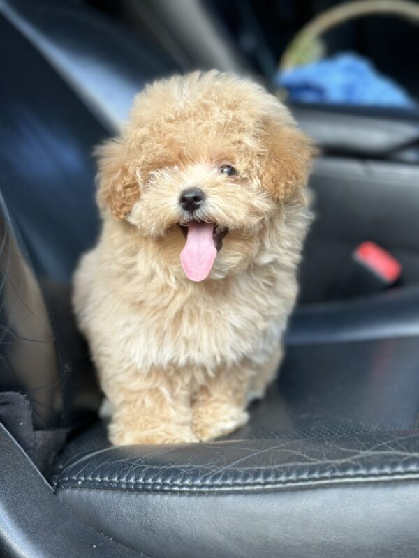 Remina Maltipoo