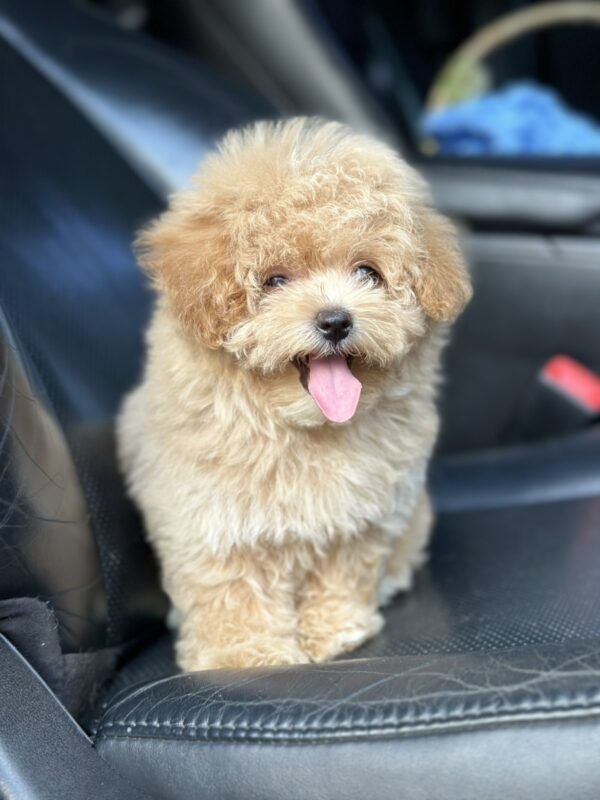 Remina Maltipoo