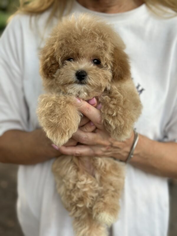 Remina Maltipoo