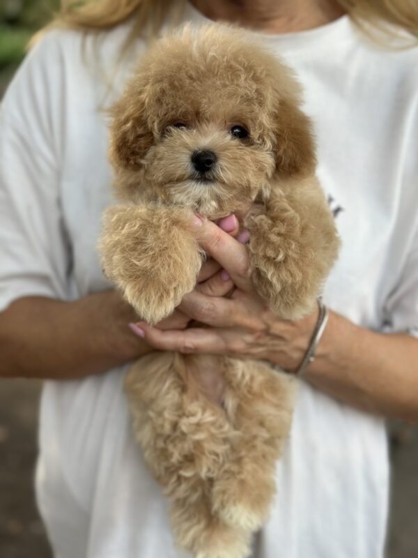 Remina Maltipoo