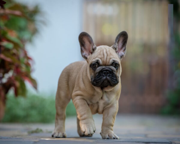 Remmy French Bulldog