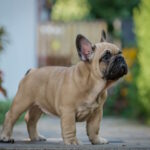 Remmy-male-french-bulldog-puppy-for-sale-1 (2)