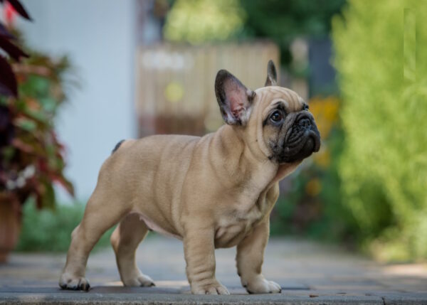 Remmy French Bulldog