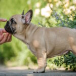 Remmy-male-french-bulldog-puppy-for-sale-1 (3)