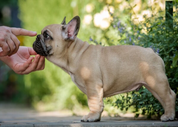 Remmy French Bulldog