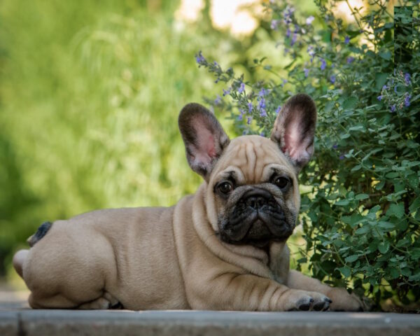 Remmy French Bulldog