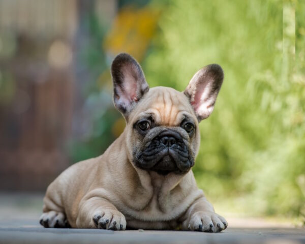 Remmy French Bulldog