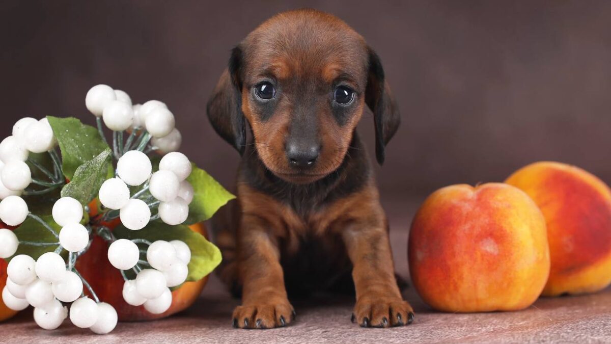 Dachshund Owners Red Dachshund Puppies For Sale Near Me Miniature