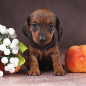 Reya Miniature Dachshund
