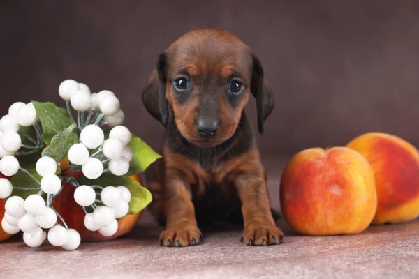 Reya Miniature Dachshund