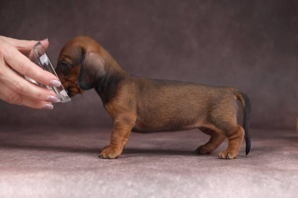 Reya Miniature Dachshund