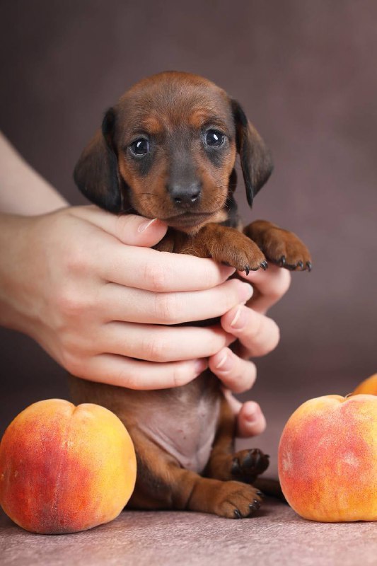 Reya Miniature Dachshund