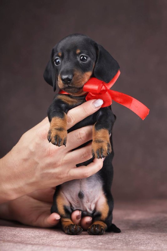 Richy Miniature Dachshund