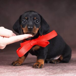 Richy Miniature Dachshund