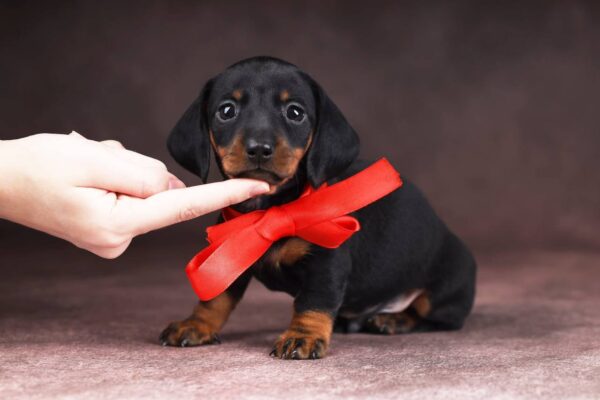 Richy Miniature Dachshund