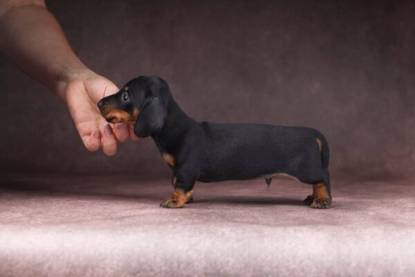 Richy Miniature Dachshund
