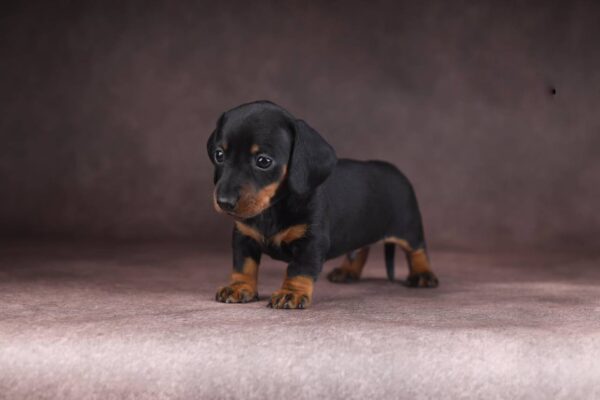 Richy Miniature Dachshund