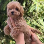 Fantasy Maltipoo