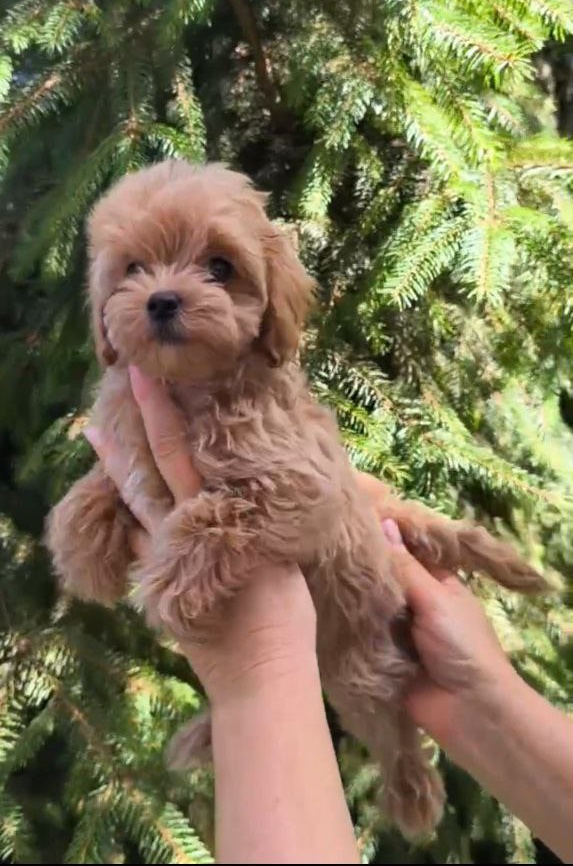 Ricks Maltipoo