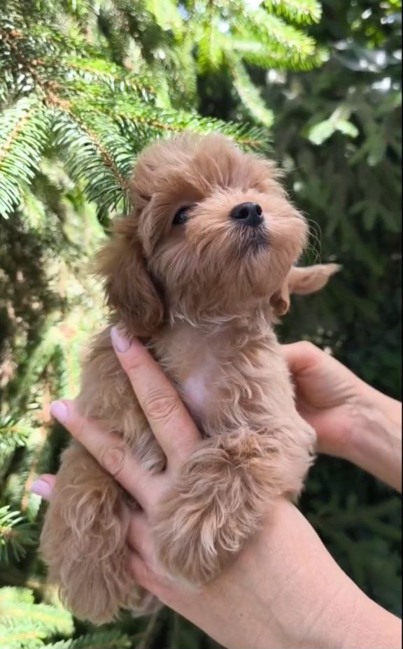 Ricks Maltipoo