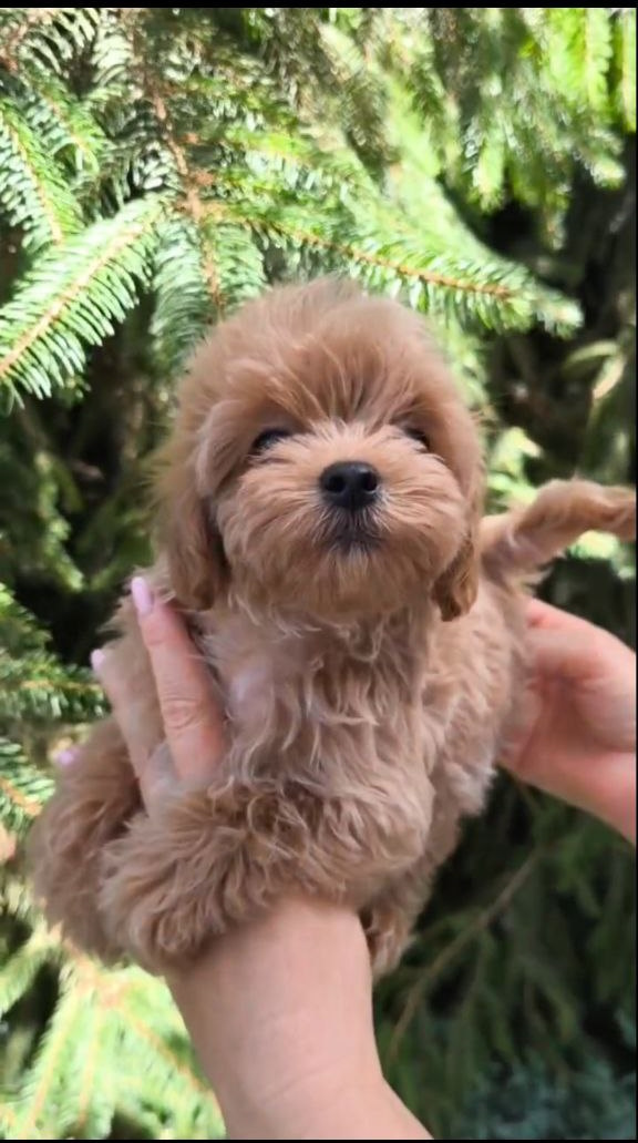 Ricks Maltipoo