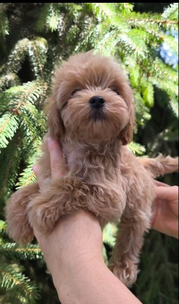 Ricks Maltipoo