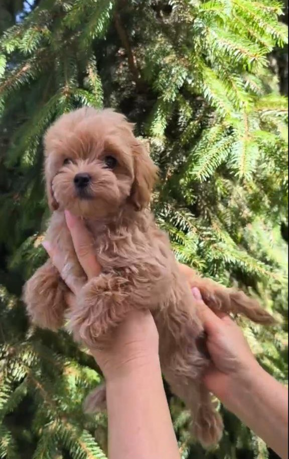 Ricks Maltipoo