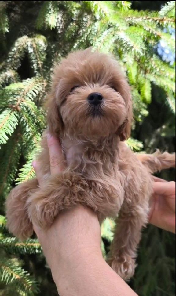 Ricks Maltipoo