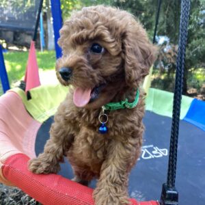 Ricks Toy Poodle