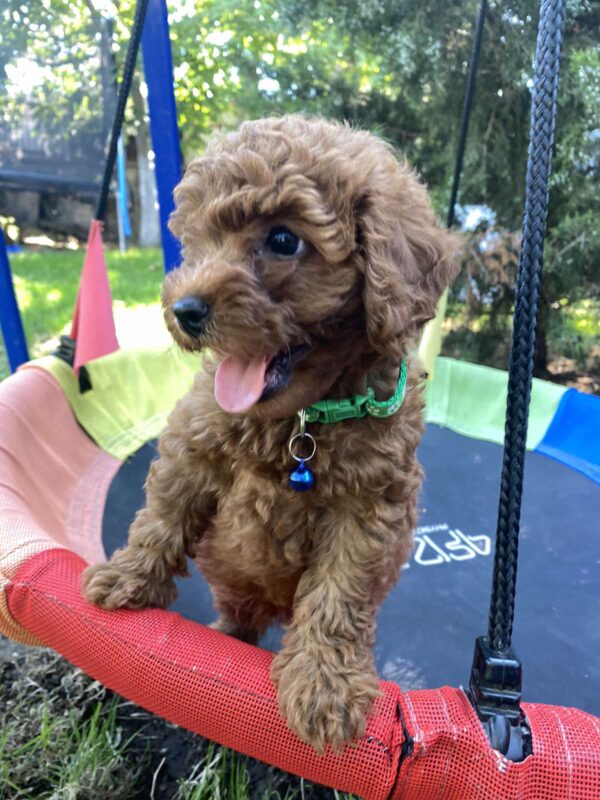Ricks Toy Poodle