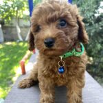 Ricks-male-toy-poodle-puppy-for-sale-1 (2)