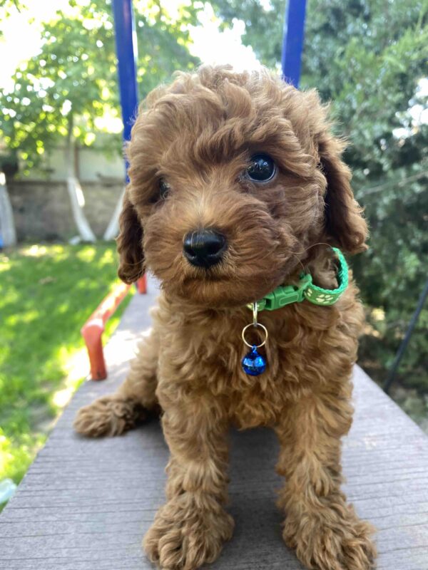 Ricks Toy Poodle