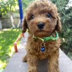 Ricks-male-toy-poodle-puppy-for-sale-1 (3)