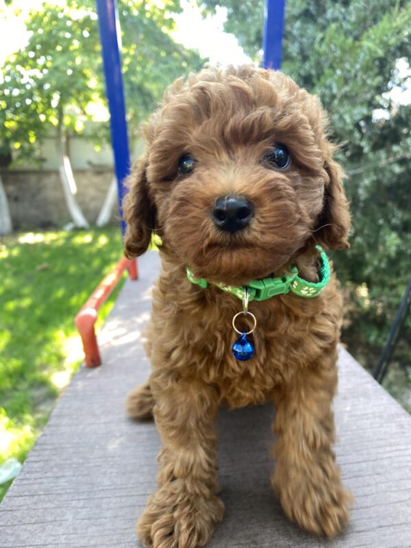 Ricks Toy Poodle