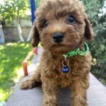 Ricks-male-toy-poodle-puppy-for-sale-1 (4)