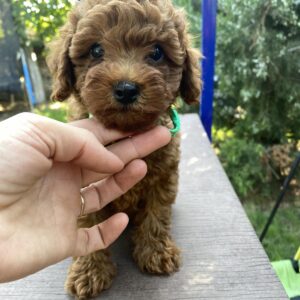 Ricks Toy Poodle