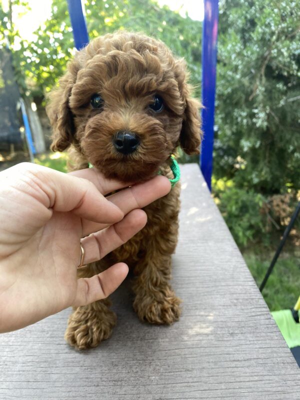 Ricks Toy Poodle