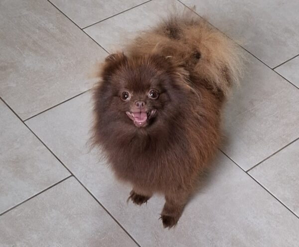Rika Pomeranian