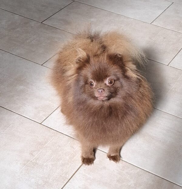 Rika Pomeranian