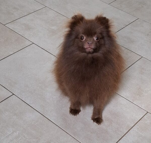Rika Pomeranian