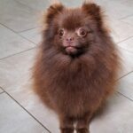 Mechta Pomeranian