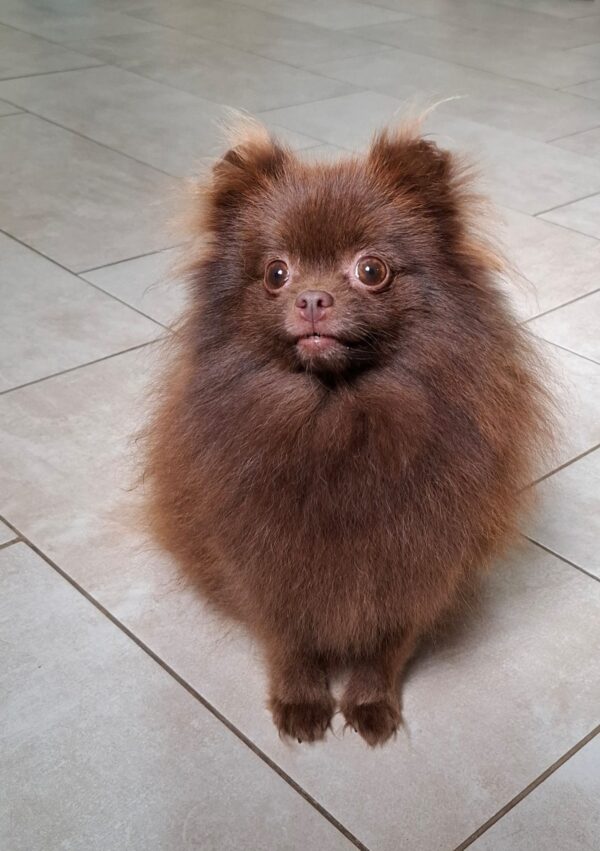 Rika Pomeranian