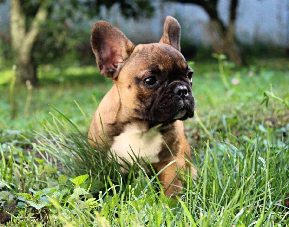 French Bull Month Old Frenchie Month Old French Mastiff French