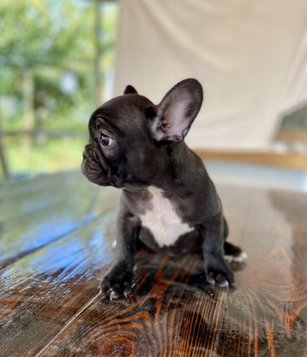 Rococo French Bulldog