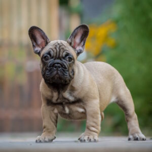 Ronnie French Bulldog