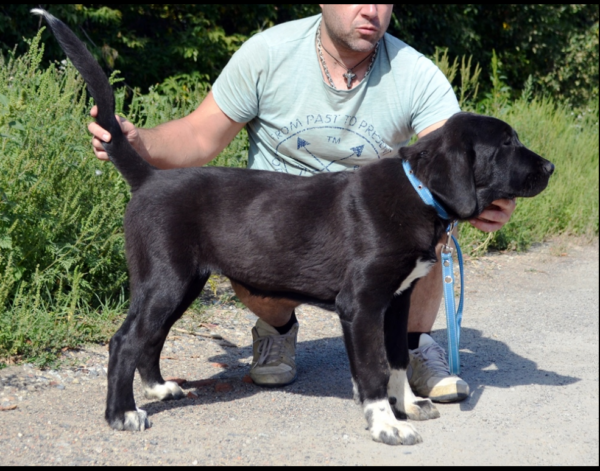 Sabina Central Asian Shepherd Dog